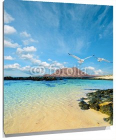 Lienzo Playa de Fuerteventura con gaviotas
